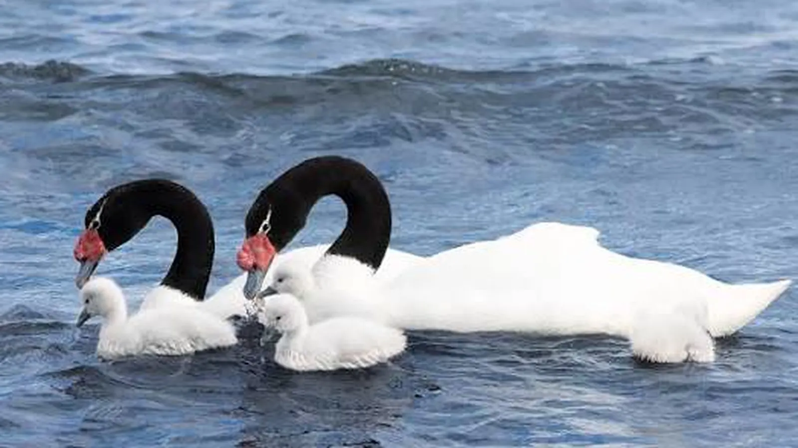 Black-necked swans viewed from a respectful distance along the Puerto Natales waterfront.
